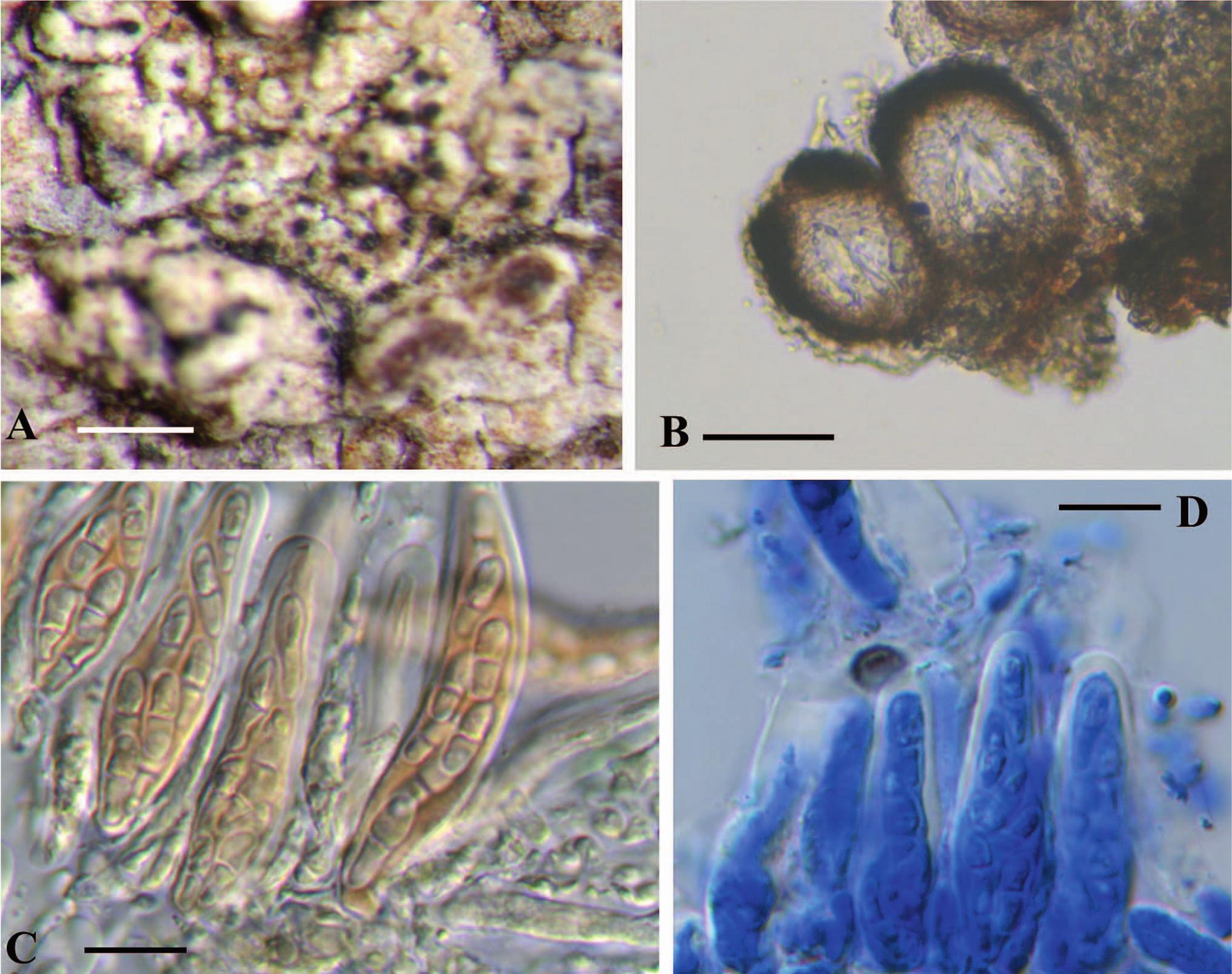 New lichenicolous fungi from Brazil, with a checklist of all ...