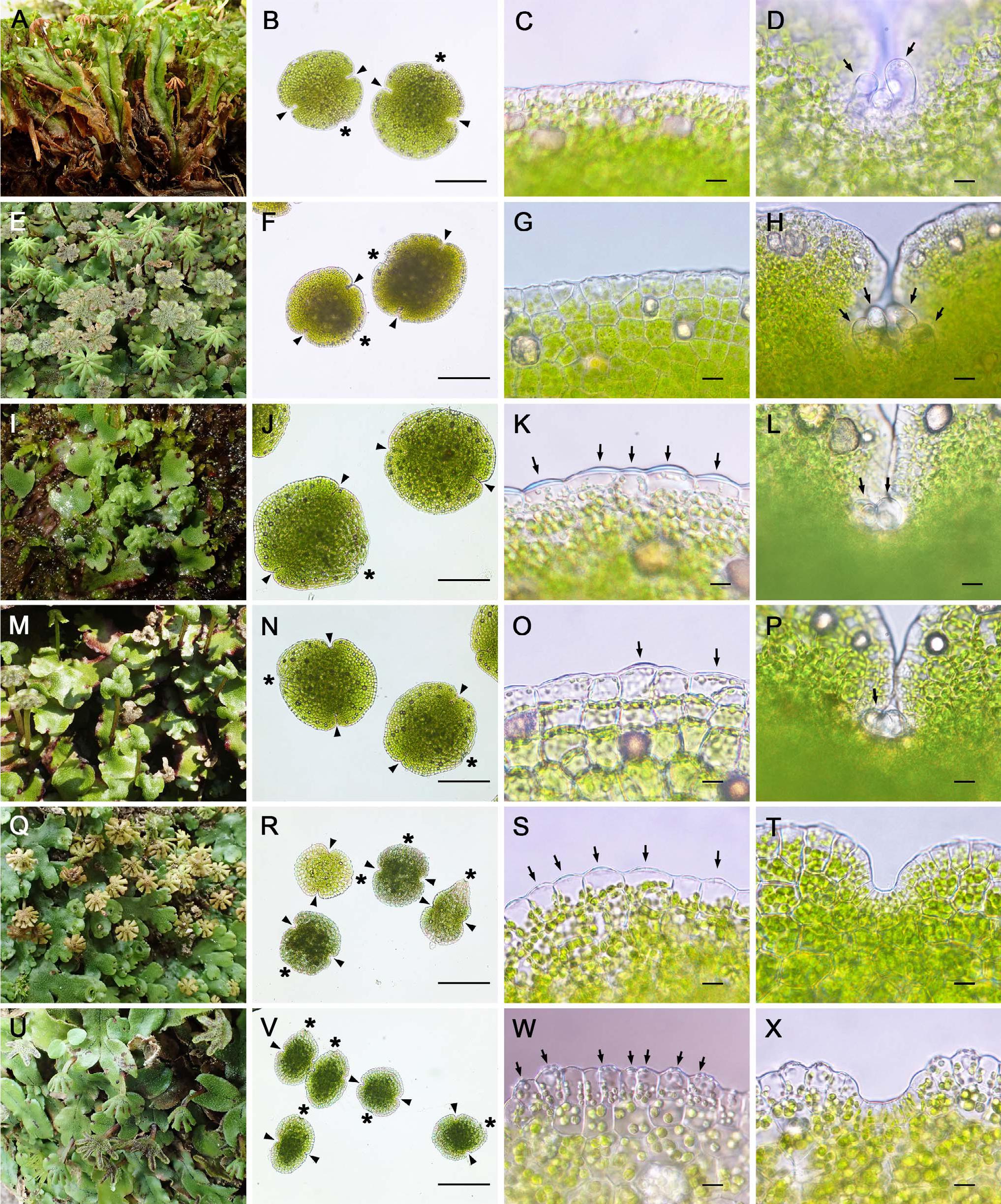 Morphology Of Gemmae An Overlooked Taxonomic Trait In The Genus Marchantia L Marchantiaceae