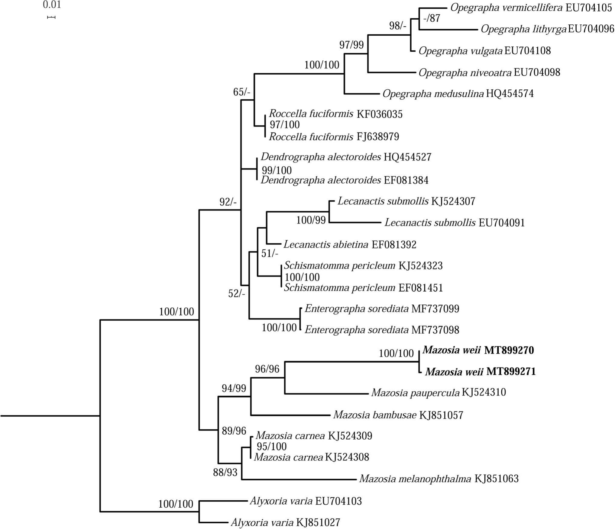 Mazosia weii sp. nov. (Roccellaceae) from China, a new species ...