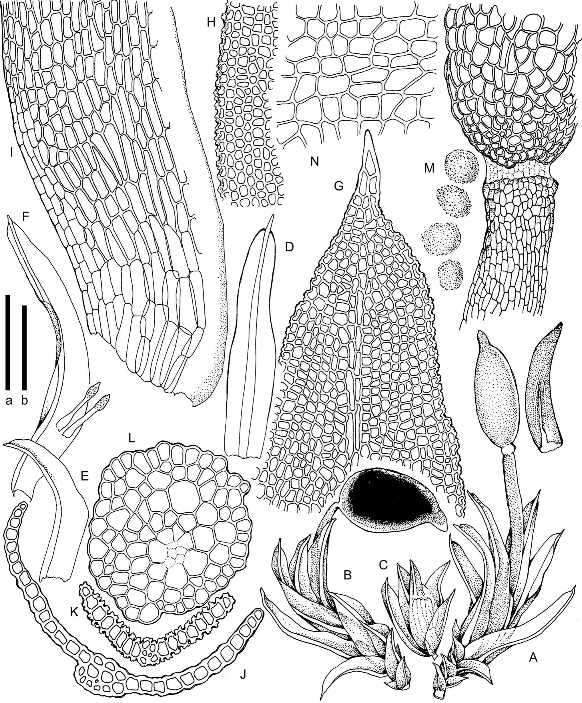 Cleistocarpous Tortella species from South America comprise a new genus ...