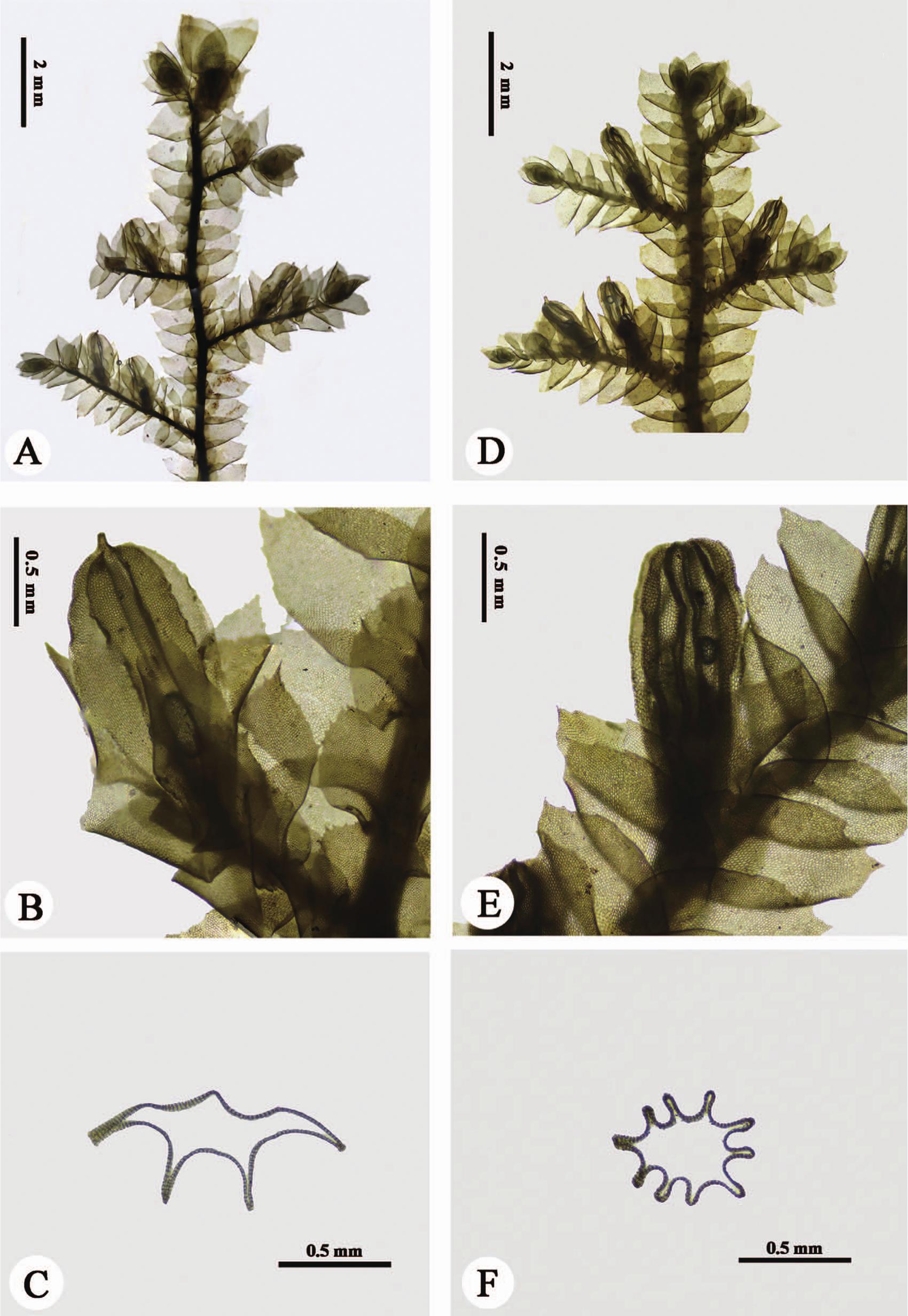 https://bioone.org/journals/the-bryologist/volume-124/issue-4/0007-2745-124.4.475/----custom-html----new/10.1639/0007-2745-124.4.475.full