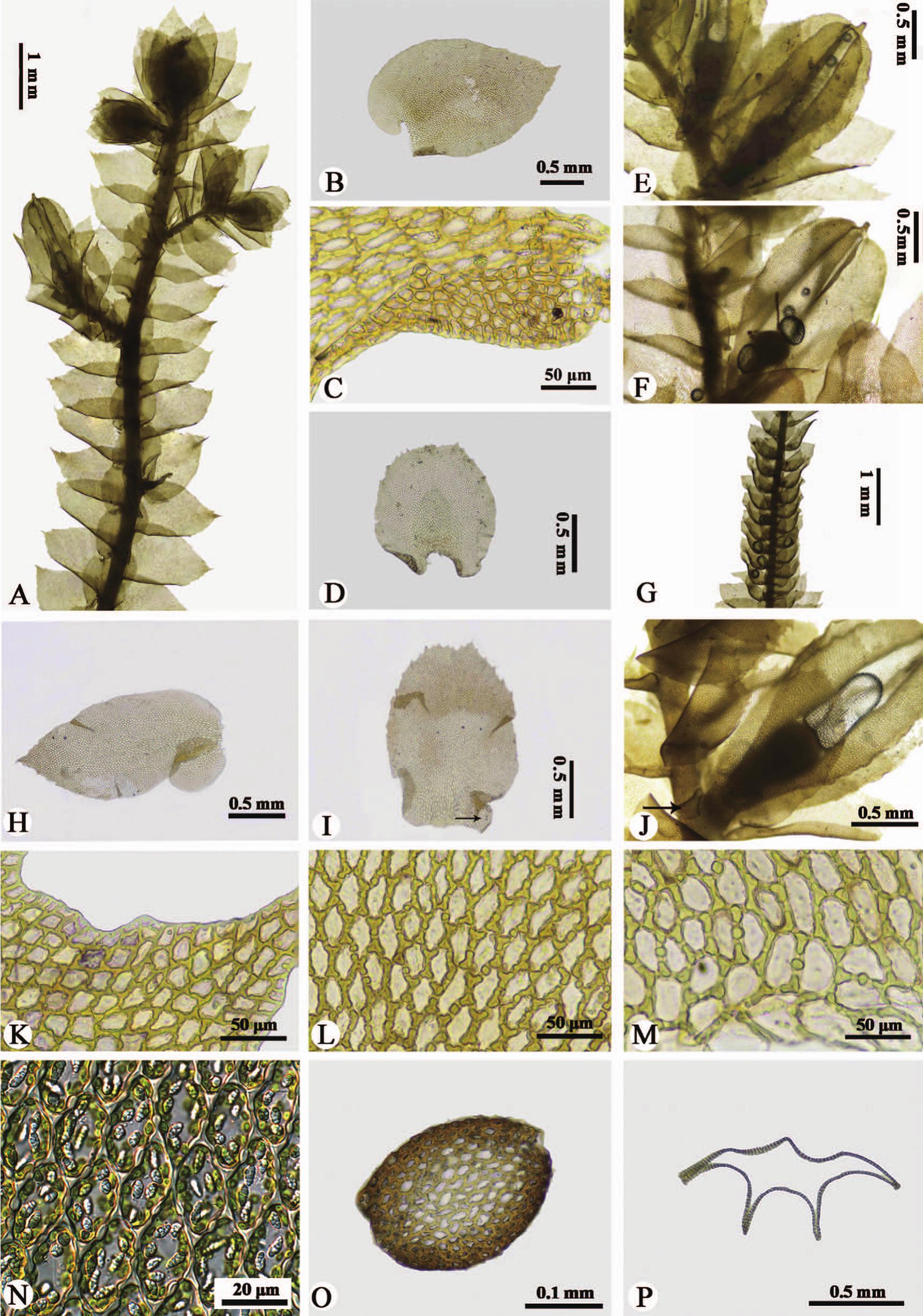 https://bioone.org/journals/the-bryologist/volume-124/issue-4/0007-2745-124.4.475/----custom-html----new/10.1639/0007-2745-124.4.475.full