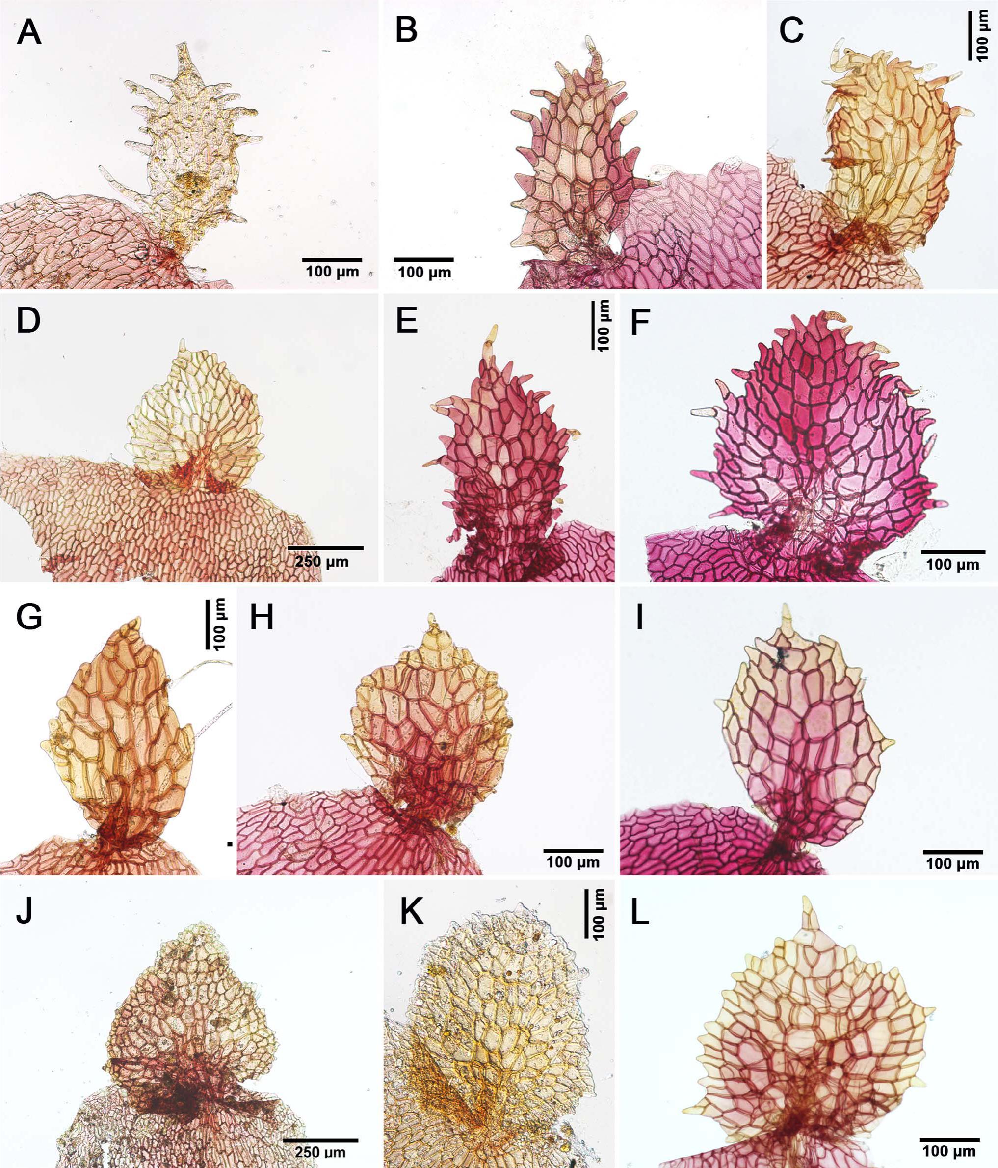 Taxonomic Reconciliation of Smilacaceae in the Indian Subcontinent