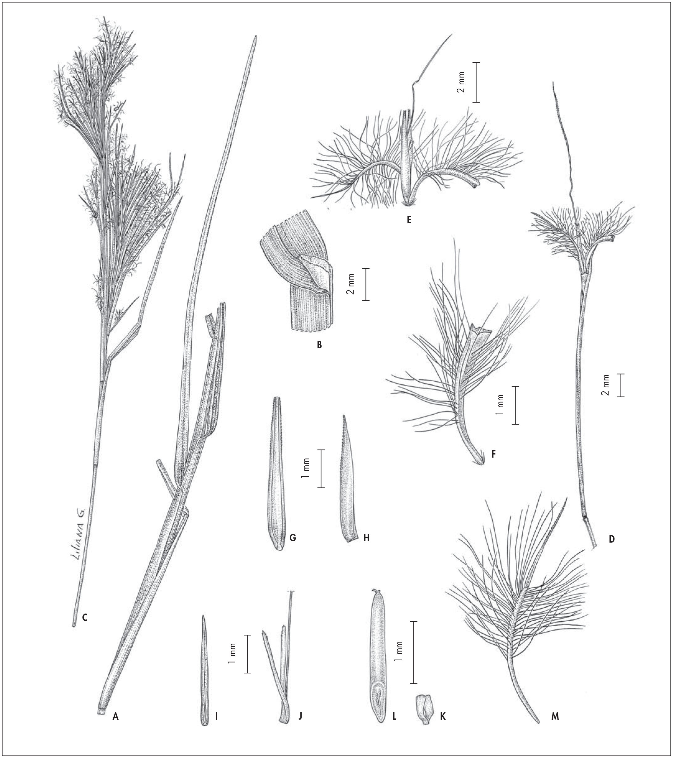 Revision Taxonomica De Las Especies Del Genero Schizachyrium