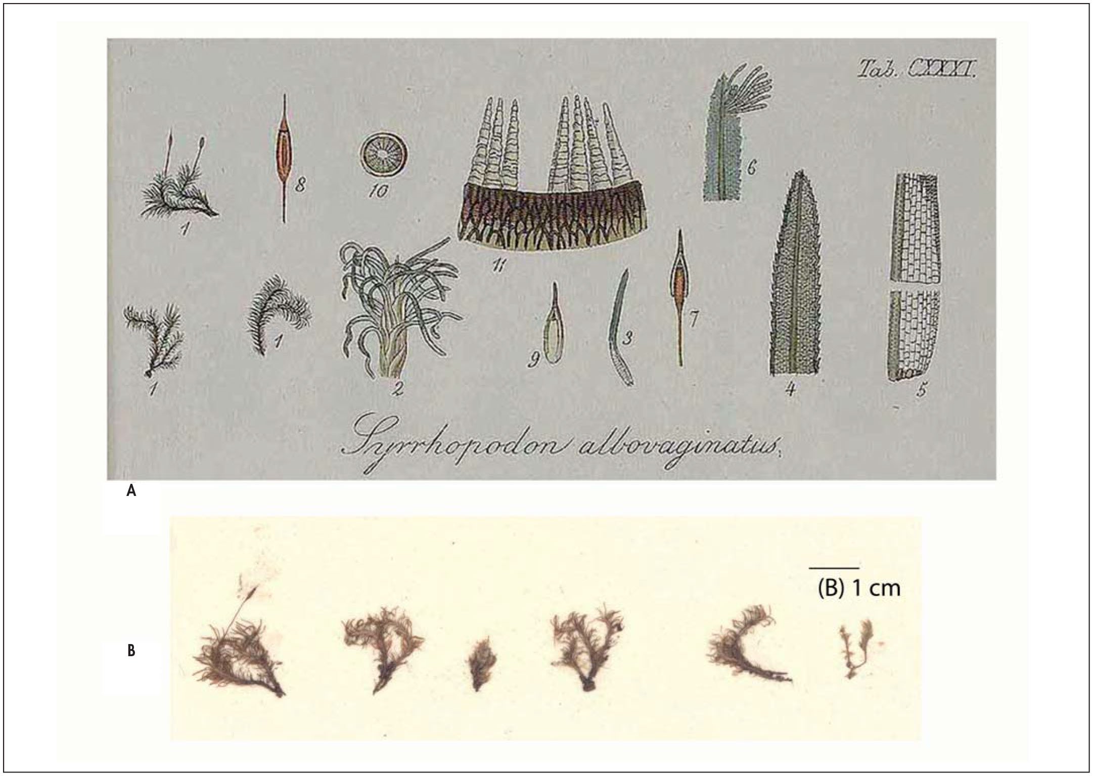 https://bioone.org/journals/candollea/volume-66/issue-2/c2011v662a8/Type-Specimens-of-Taxa-Described-by-C-F-Schwägrichen-in/10.15553/c2011v662a8.full