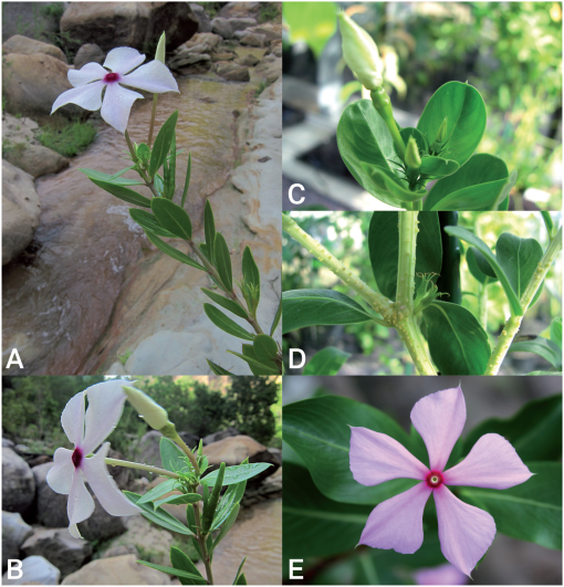 Catharanthus Makayensis L Allorge Phillipson Razakamal