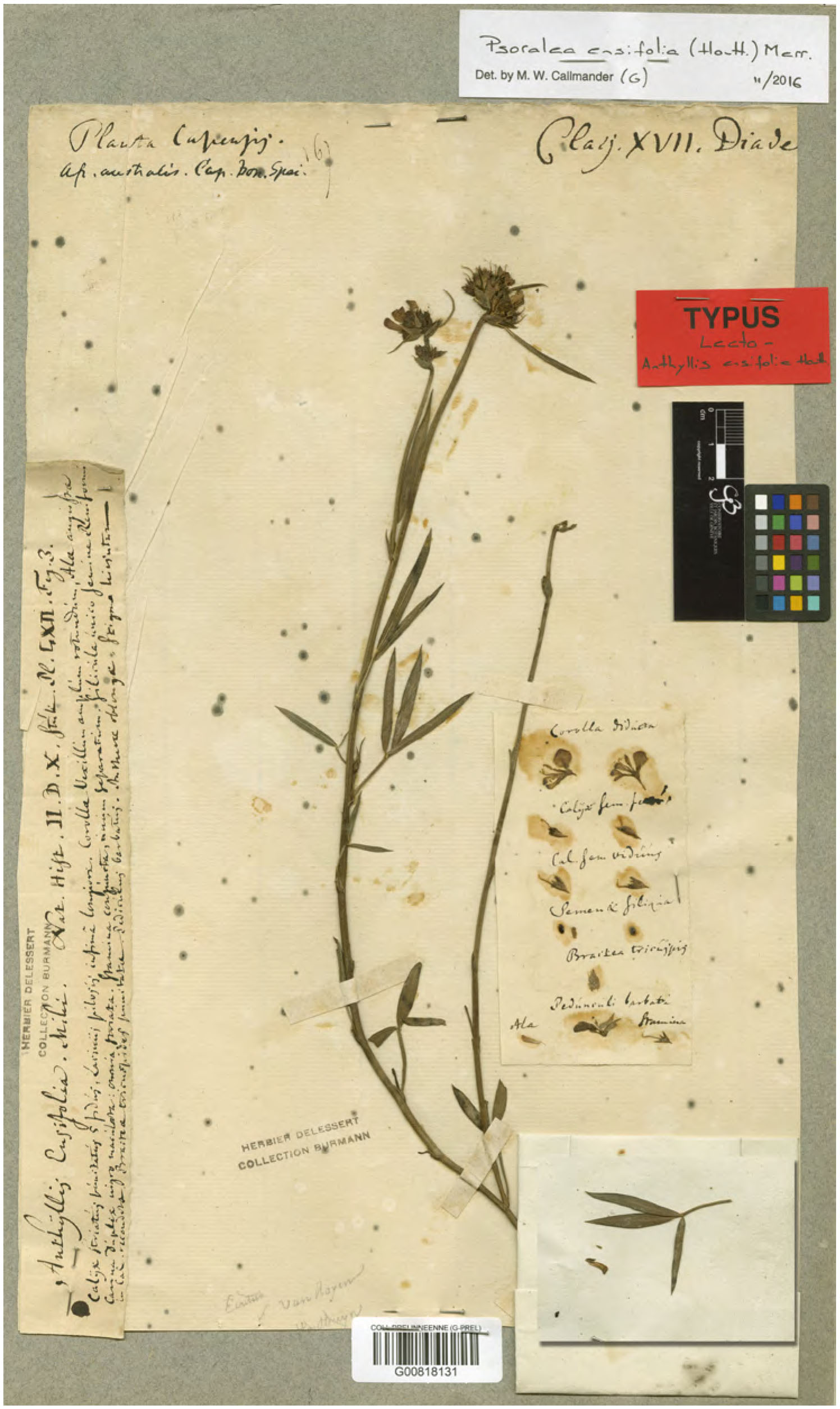 The botanical legacy of Martinus Houttuyn (1720–1798) in Geneva