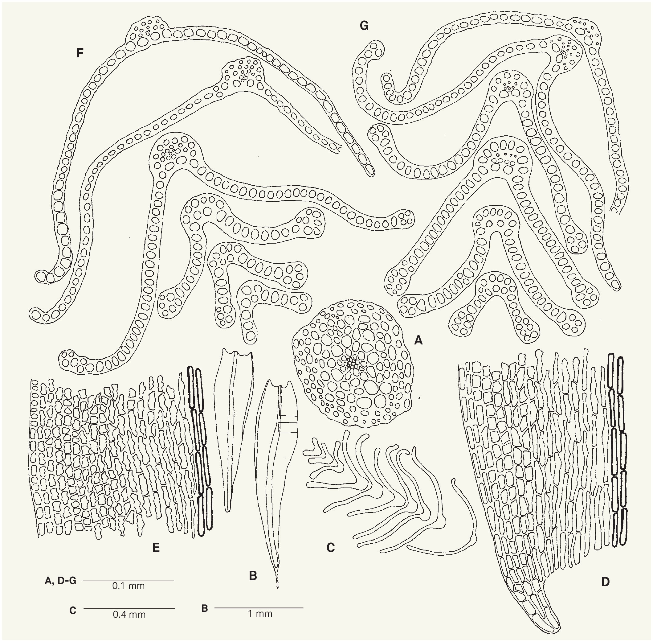 A Revision Of Grimmia Grimmiaceae From South Africa And Lesotho