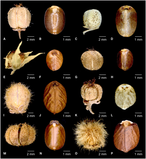 A Revision Of The Adenophorus Group And Other Glandular Leaved Species Of Croton Euphorbiaceae From Northern Madagascar And Mayotte Including Three New Species