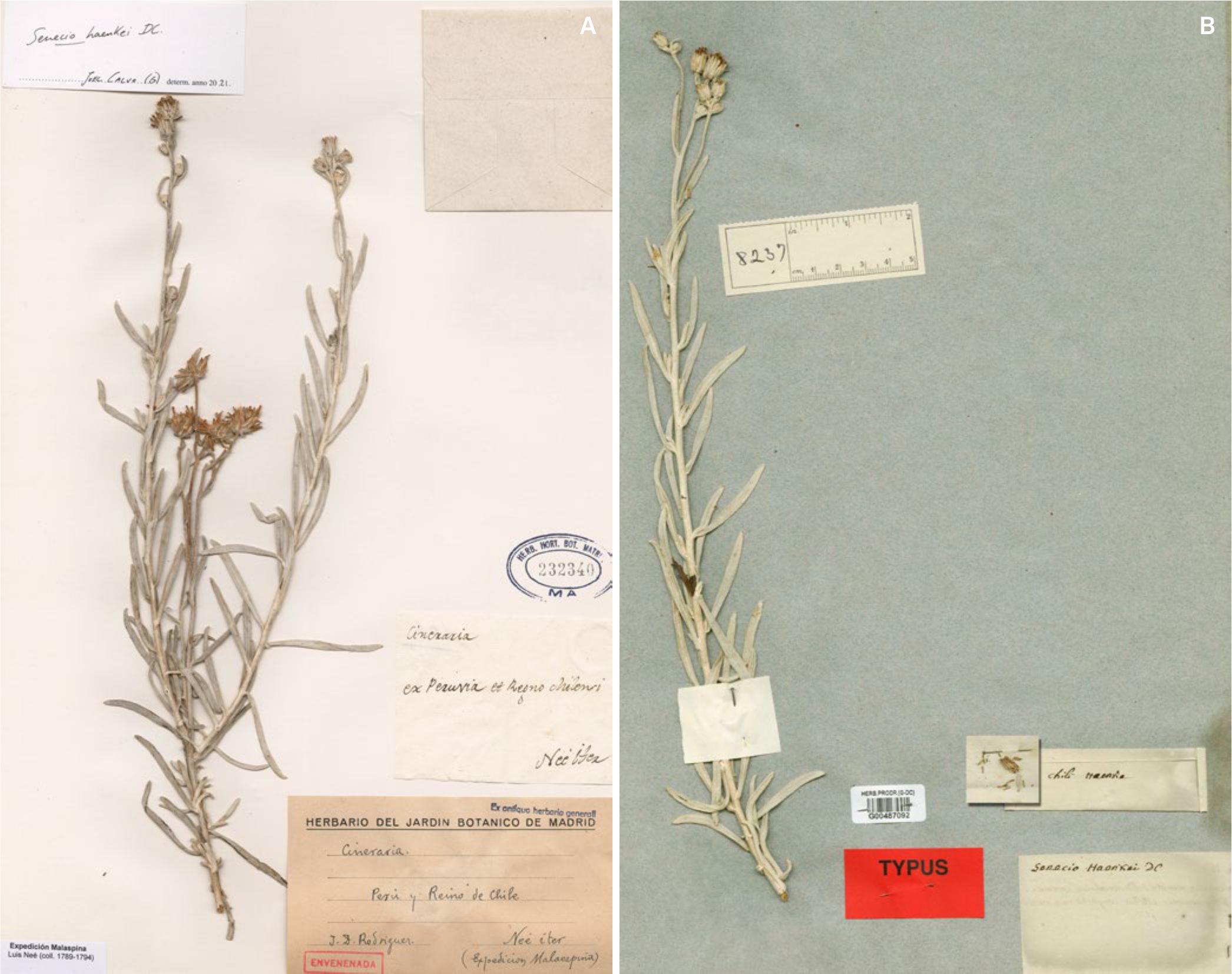 CCC's Herbarium: Lapacho (Tabebuia impestiginosa) - Carbon Credits