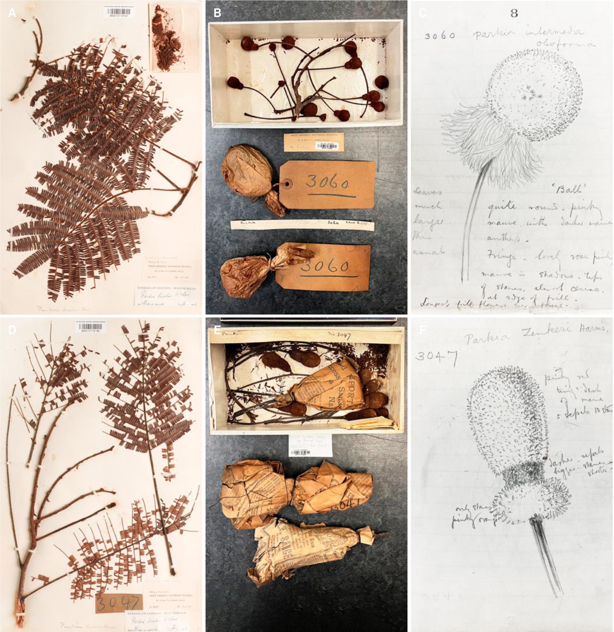 PDF) Guide to the Marantaceae of Reserva Ducke and Rebio Uatumã