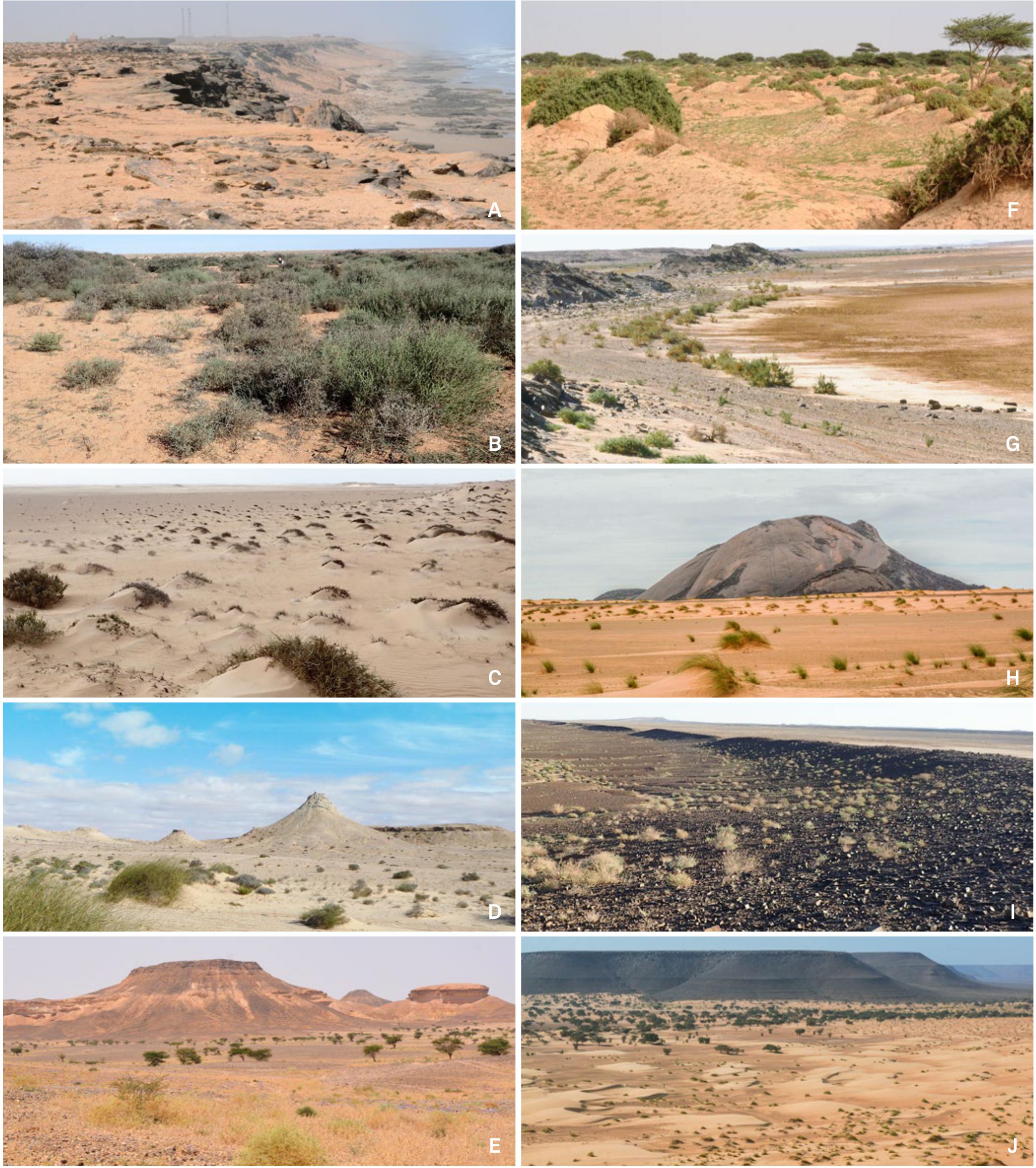 Bioregionalization of the Atlantic Sahara (North Africa): a contribution to  the phytogeography of a poorly known area of the largest desert of the world