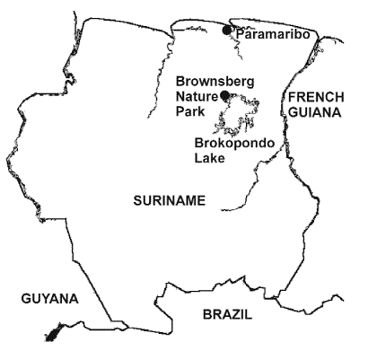 Intensity of the HFP across Brazil and four Neotropical