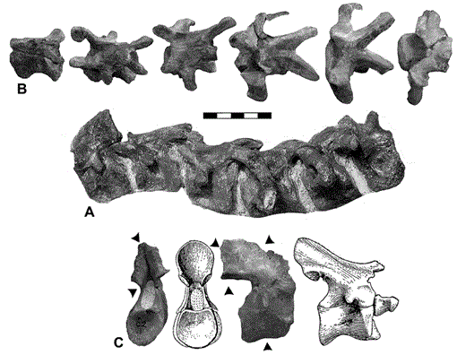 a new species of camptosaurus  ornithopoda  dinosauria  from the morrison formation  upper