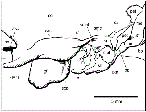 On the Cranial Osteology of the Hispaniolan Solenodon Solenodon