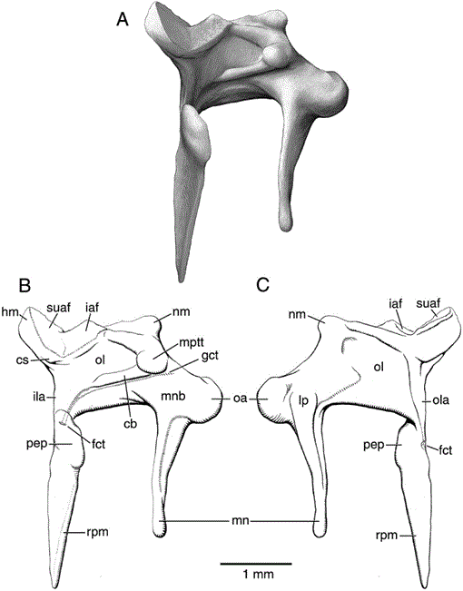 On the Cranial Osteology of the Hispaniolan Solenodon Solenodon