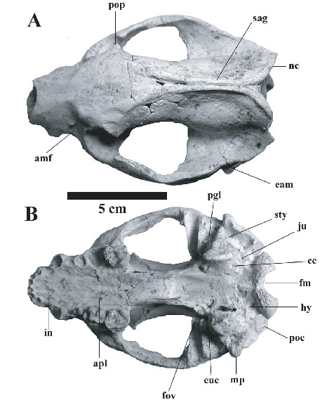 A New Species of Leptarctus (Carnivora, Mustelidae) from the Late ...