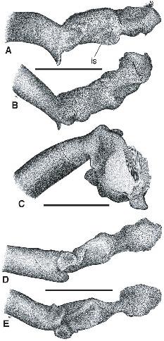 A Taxonomic Review Of The Genus Apenes Leconte Coleoptera Carabidae Lebiini In The West Indies With Descriptions Of New Species And Notes About Classification And Biogeography