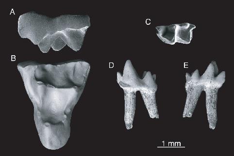 Early Wasatchian Mammals of the Red Hot Local Fauna, Uppermost ...