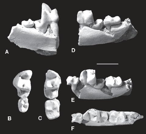 Middle Eocene Carnivoramorpha of the Uinta Basin, Utah