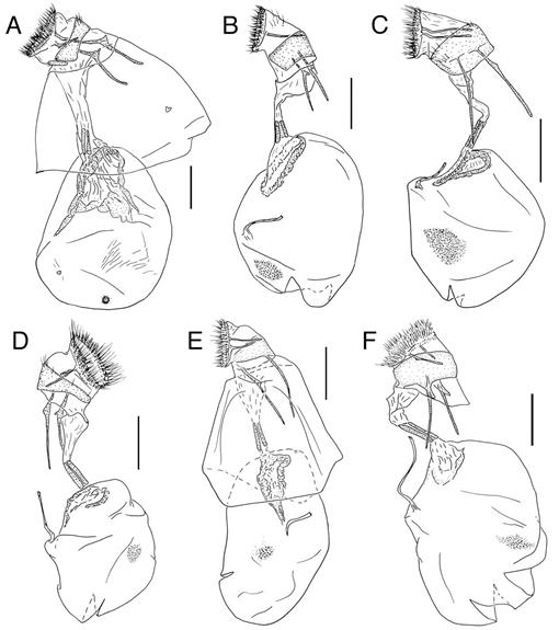 Revision of Cliniodes Guenée (Lepidoptera: Crambidae: Odontiinae)