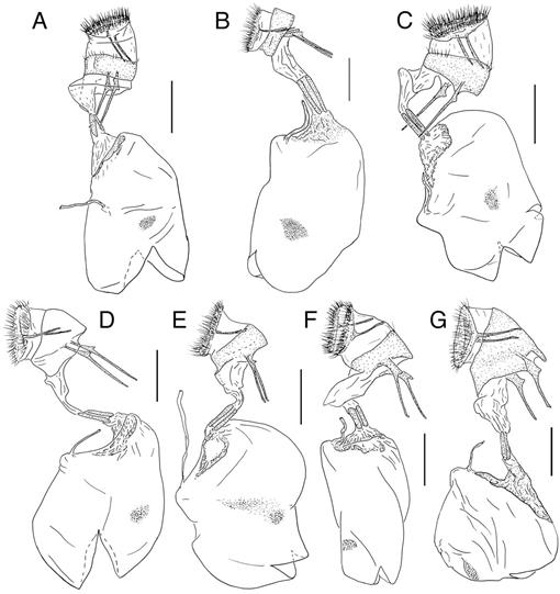 Set de pose de suture no 647