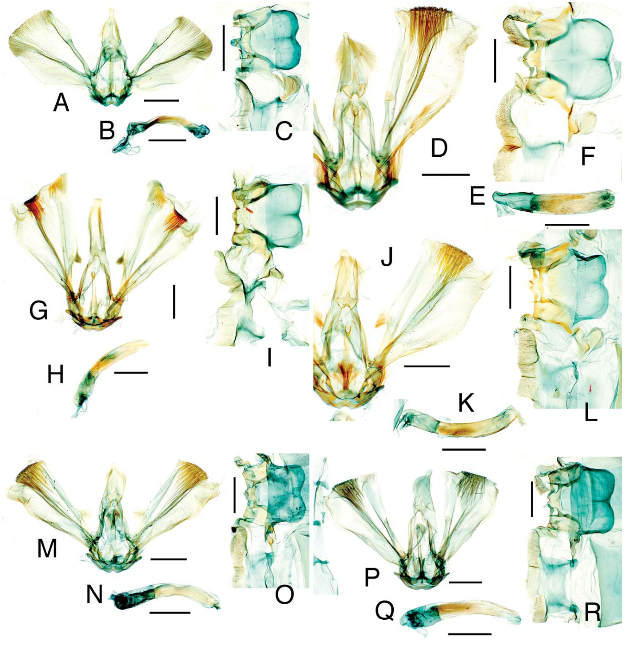 Revision Of Cliniodes Guenee Lepidoptera Crambidae Odontiinae