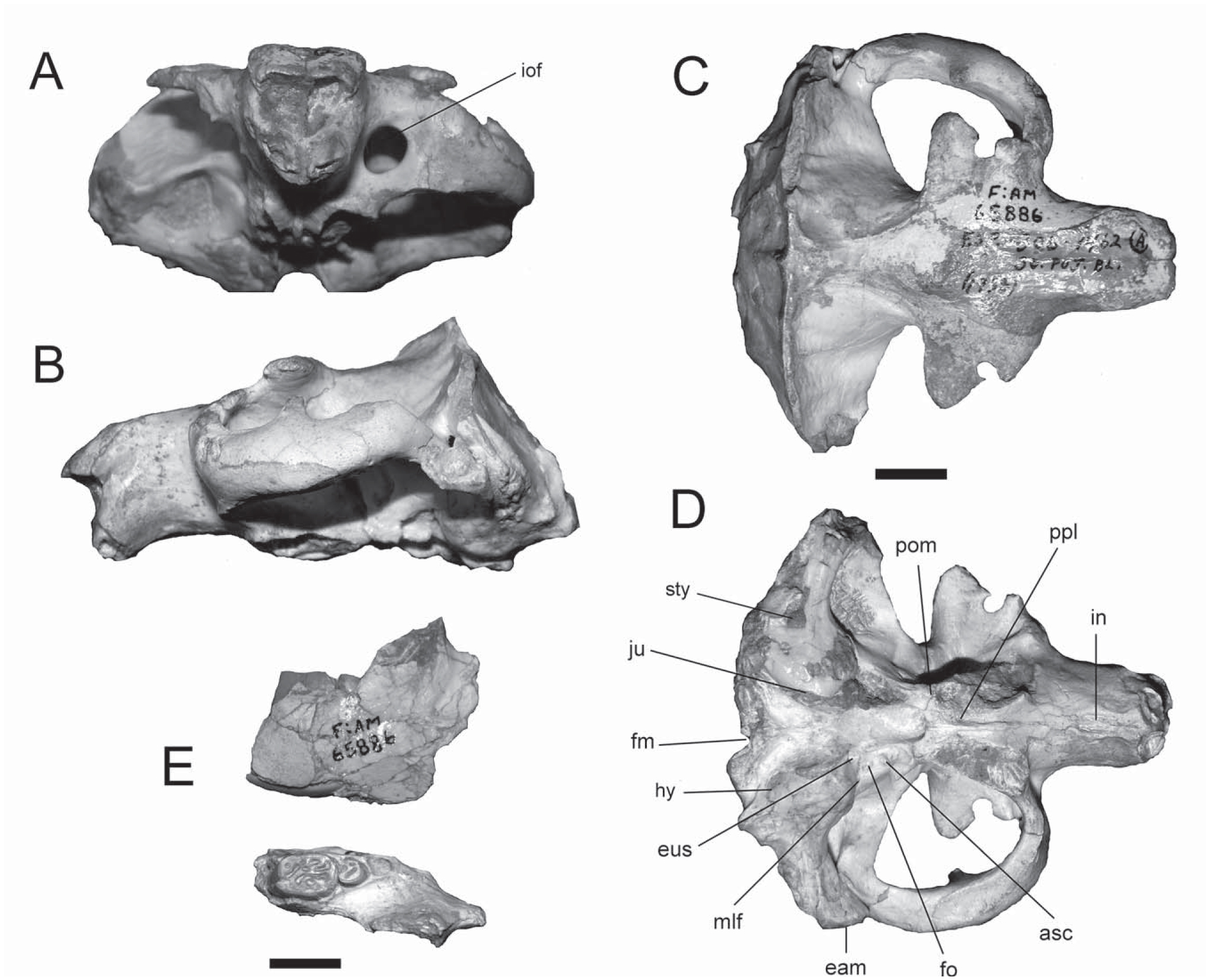 Mylagaulid Rodents (Mammalia: Rodentia: Mylagaulidae) from the Middle ...