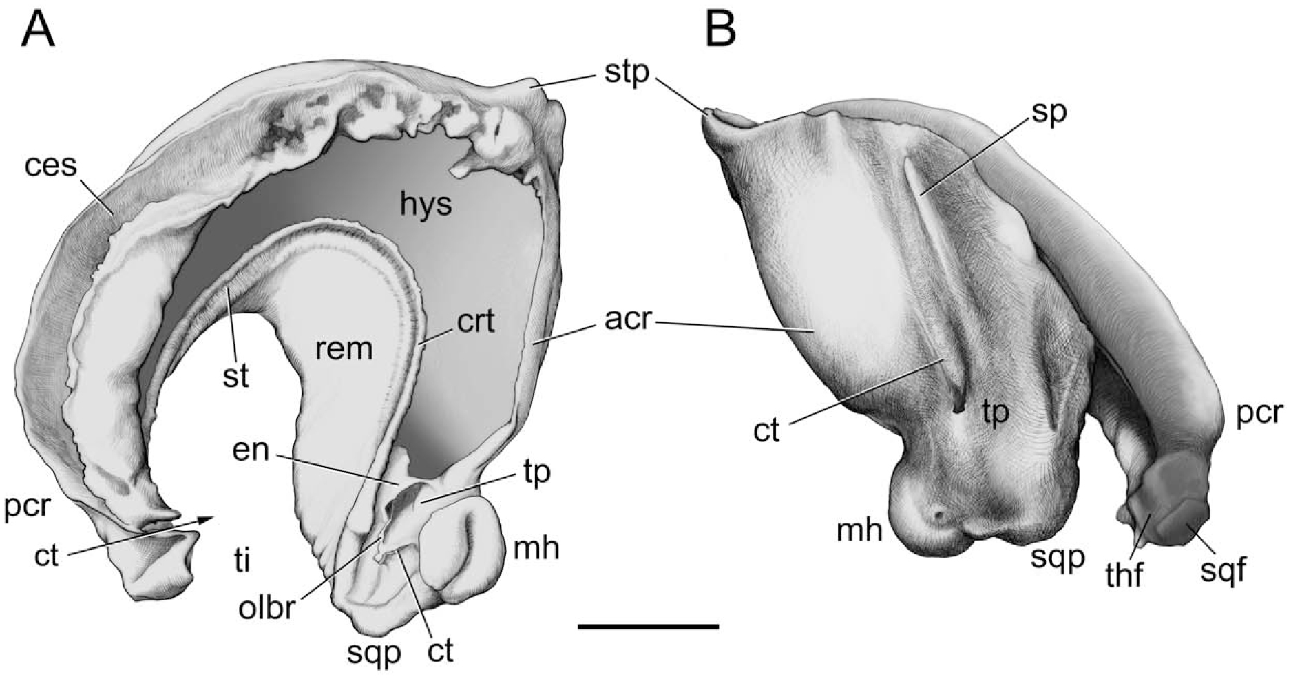 On the Cranial Osteology of the African Palm Civet, Nandinia binotata ...