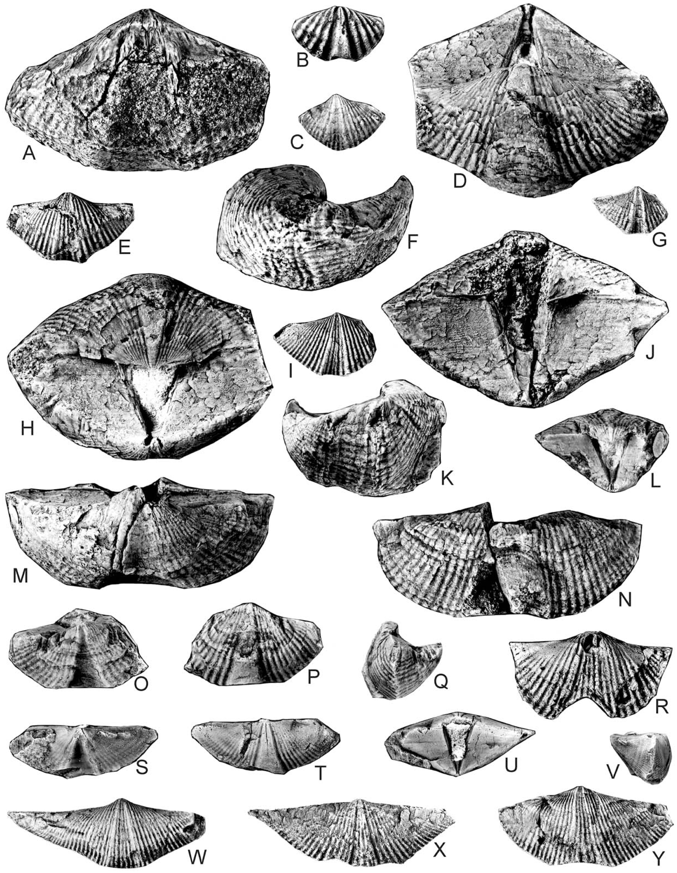 Brachiopoda Taxonomy and Biostratigraphy of the RedWall Limestone ...