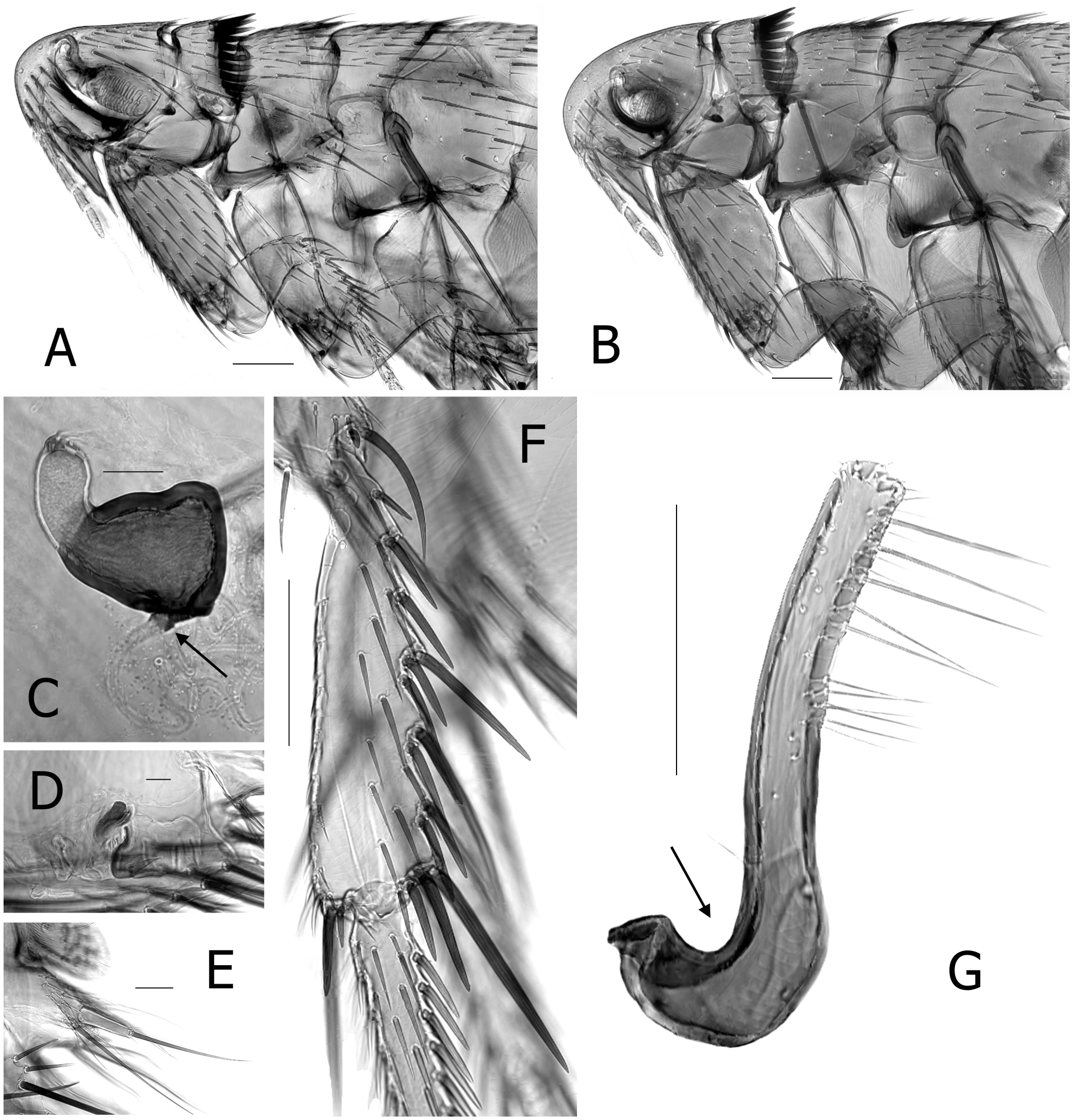 Bulletin. ed spur of the hind tibia rather short and broad