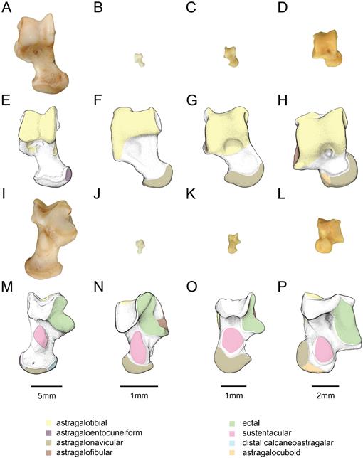 Anatomy Of The Pedal Skeleton Of The Hispaniolan Solenodon