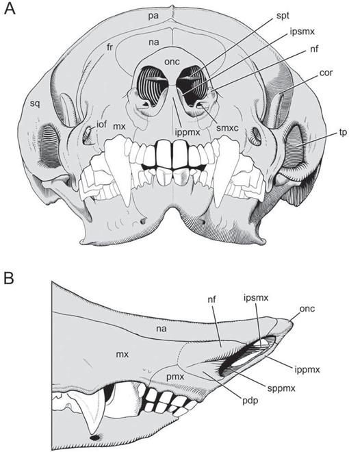 Craniomandibular Anatomy of the Subterranean Meridiolestidan ...