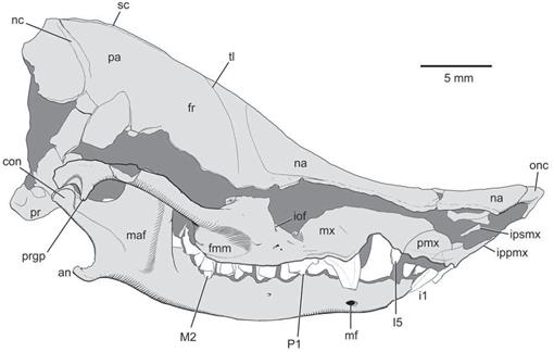 Craniomandibular Anatomy of the Subterranean Meridiolestidan ...