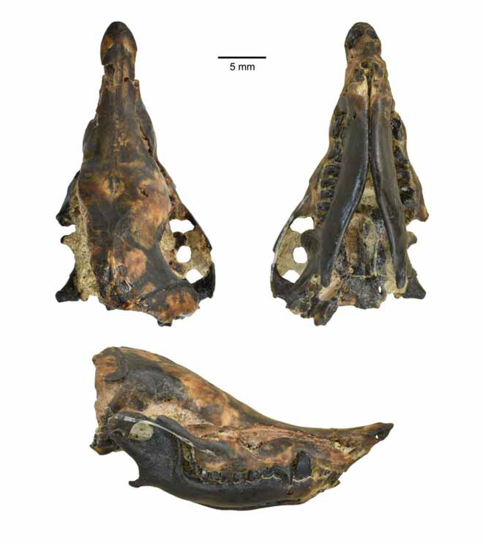 Craniomandibular Anatomy of the Subterranean Meridiolestidan 