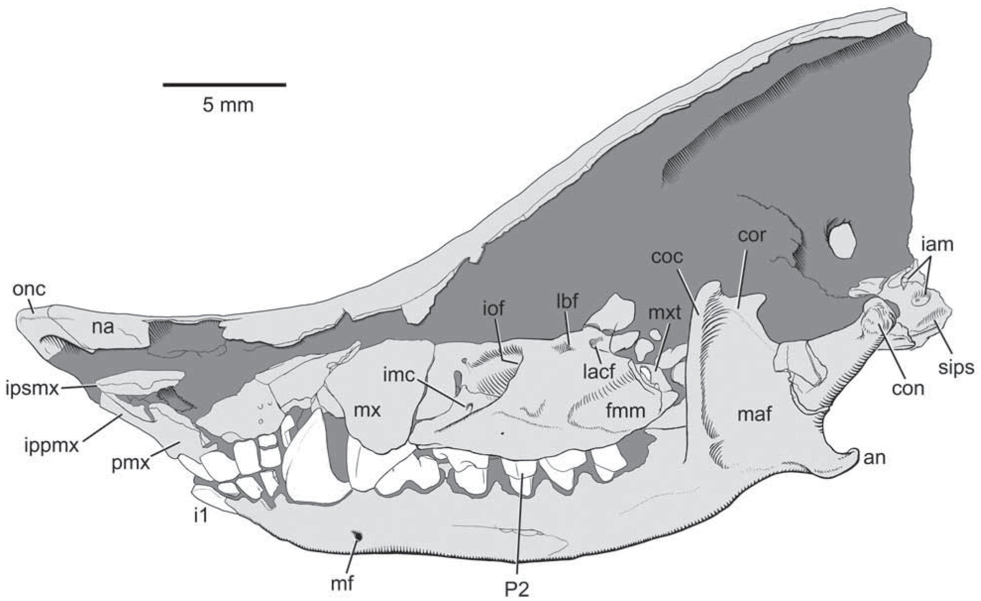 Craniomandibular Anatomy of the Subterranean Meridiolestidan ...