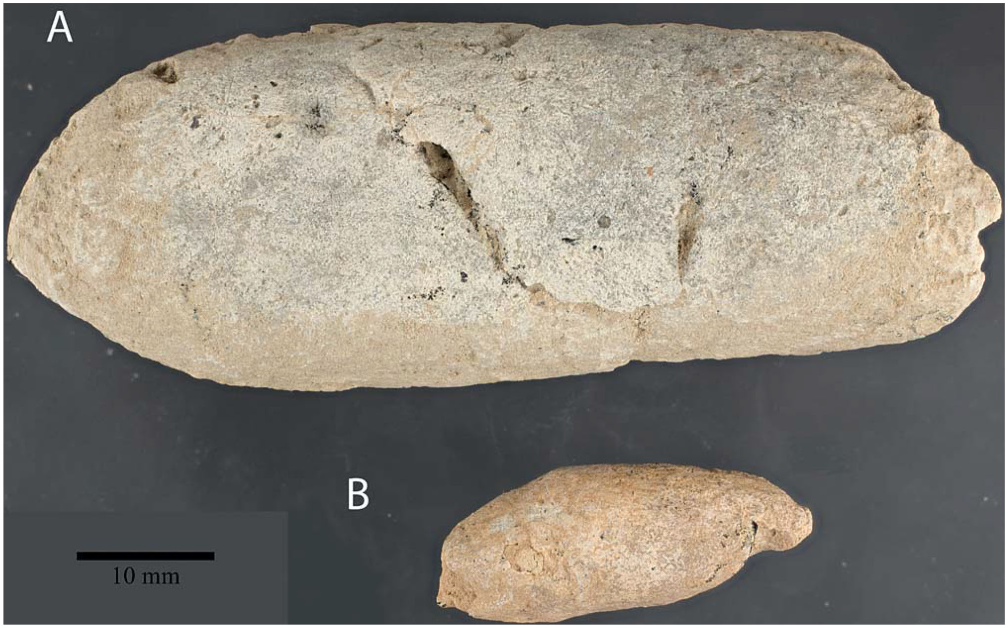 Coprolites and Mammalian Carnivores from Pipestone Springs, Montana ...