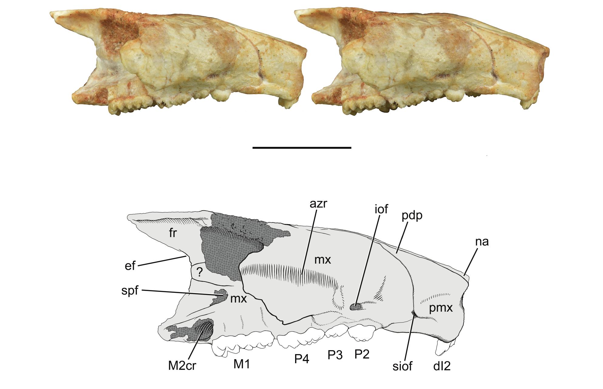 New Genus and Species of Djadochtatheriid Multituberculate (Allotheria ...