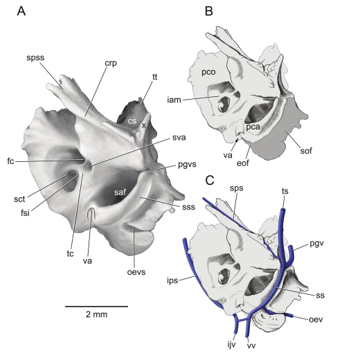 Illustration of stapes morphology following the nomenclature of
