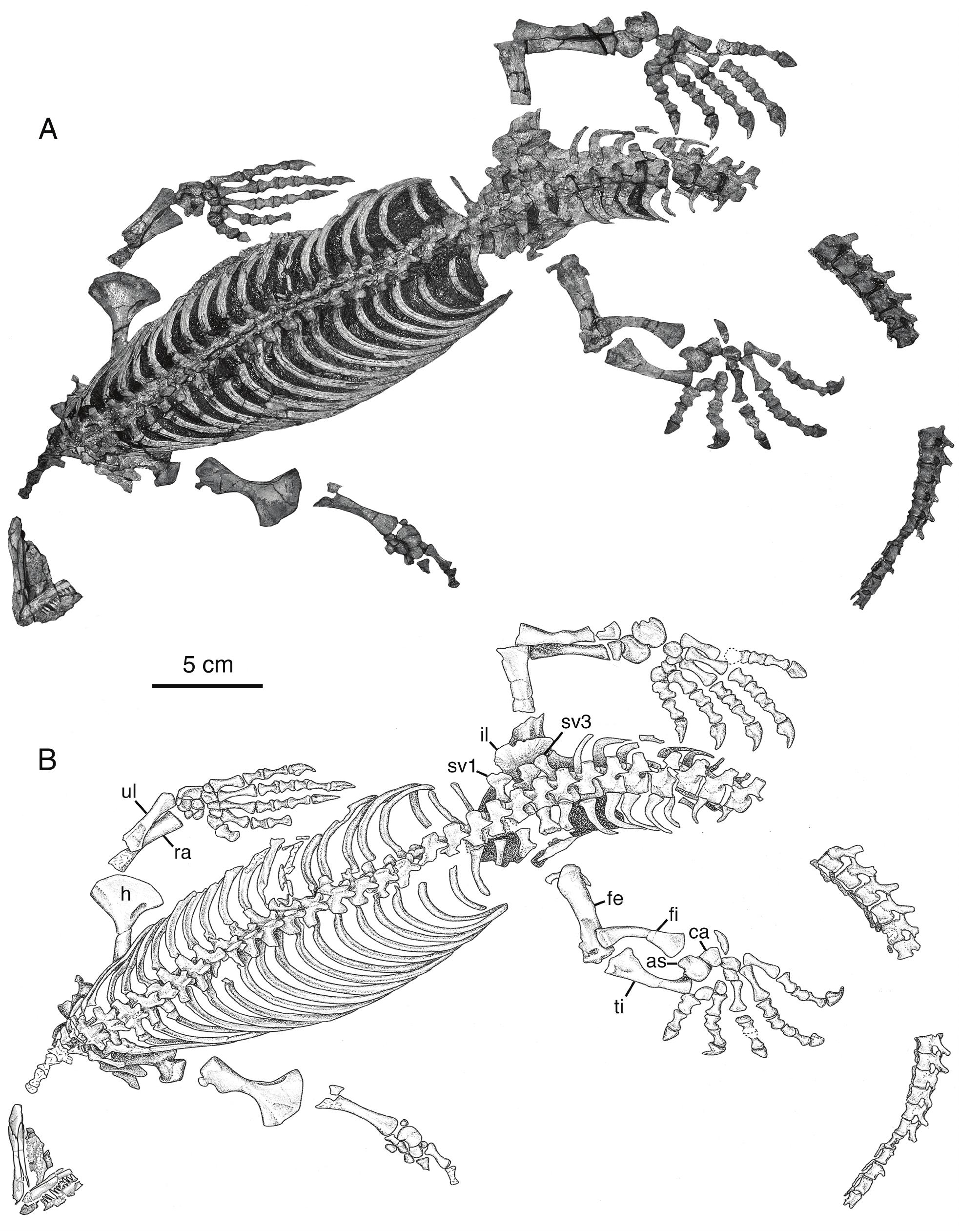 New Primitive Caseid (Synapsida, Caseasauria) from the Early Permian of ...