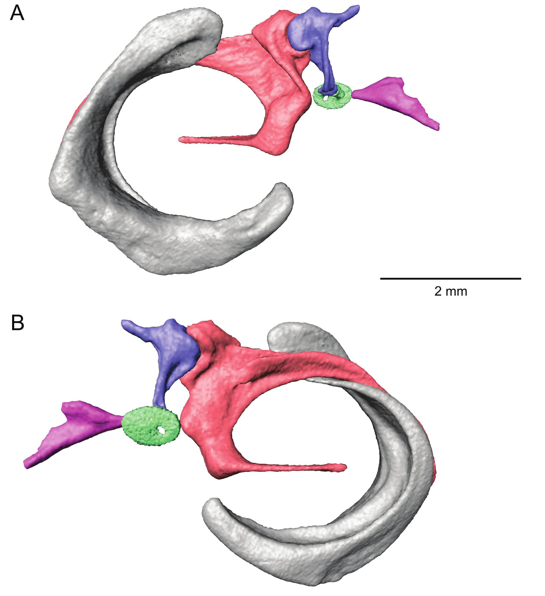 The Element Of Paaw In Marsupials And The Ear Region Of Philander Opossum Linnaeus 1758 Didelphimorphia Didelphidae