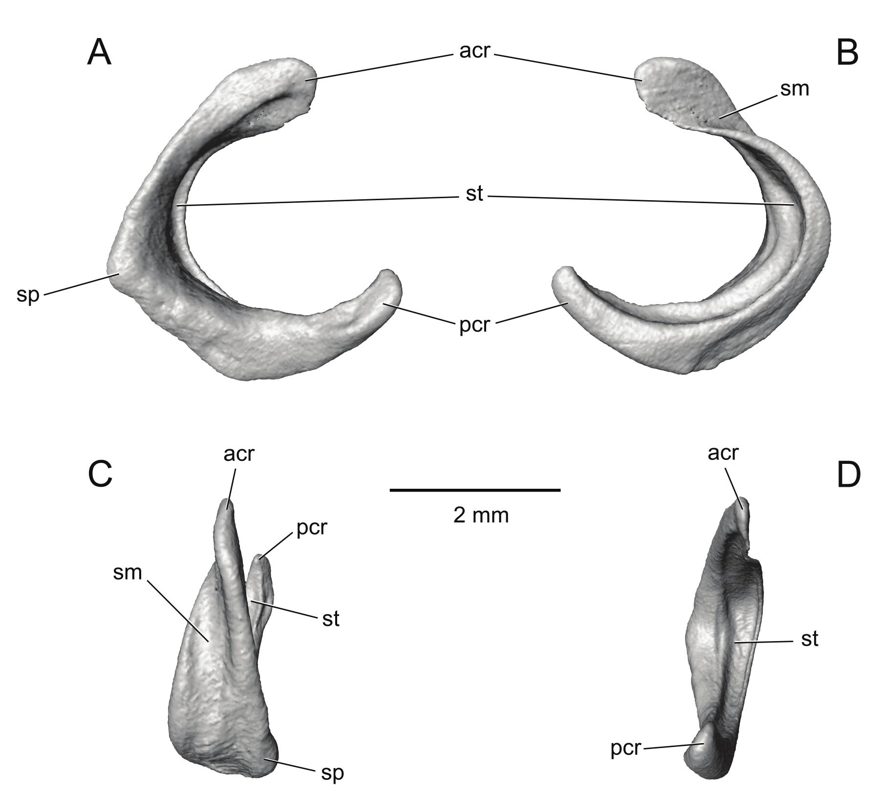 The Element Of Paaw In Marsupials And The Ear Region Of Philander Opossum Linnaeus 1758 Didelphimorphia Didelphidae