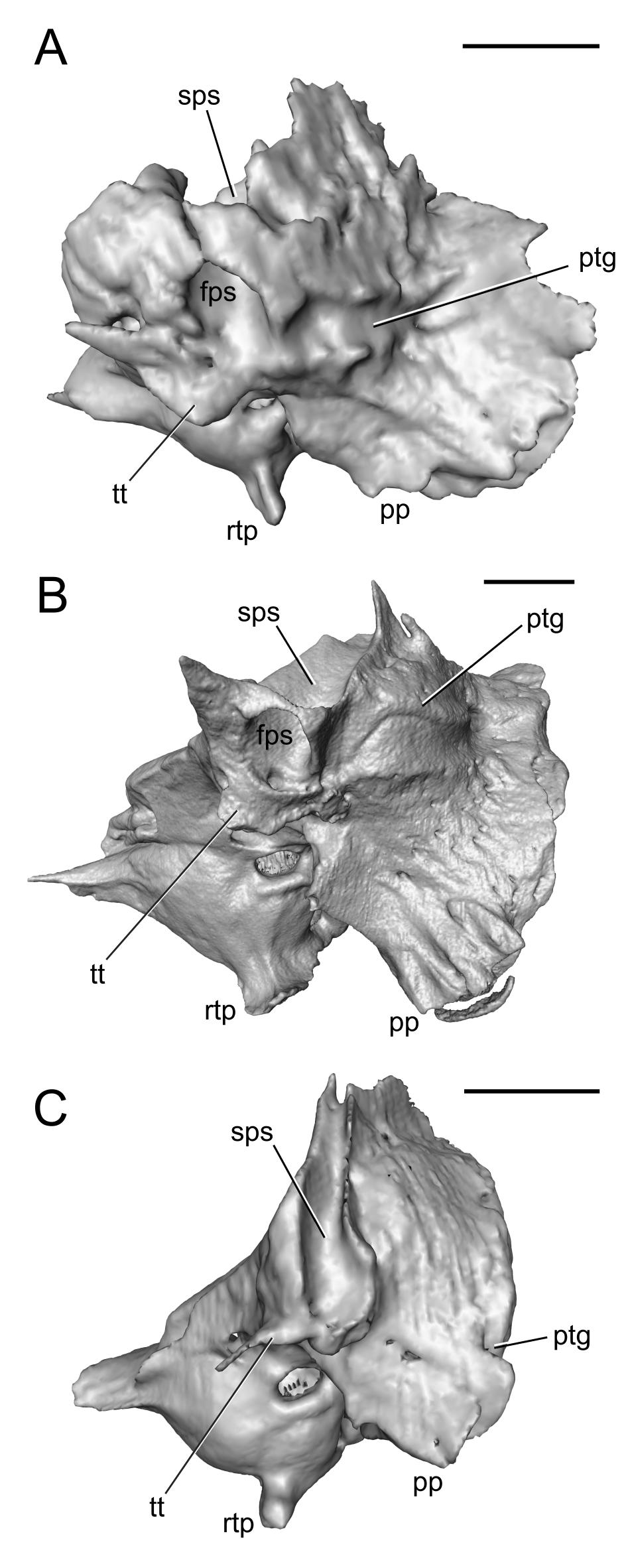 The Element Of Paaw In Marsupials And The Ear Region Of Philander Opossum Linnaeus 1758 Didelphimorphia Didelphidae