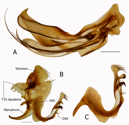 Fleas (Siphonaptera: Pygiopsyllomorpha) of Papua New Guinea and