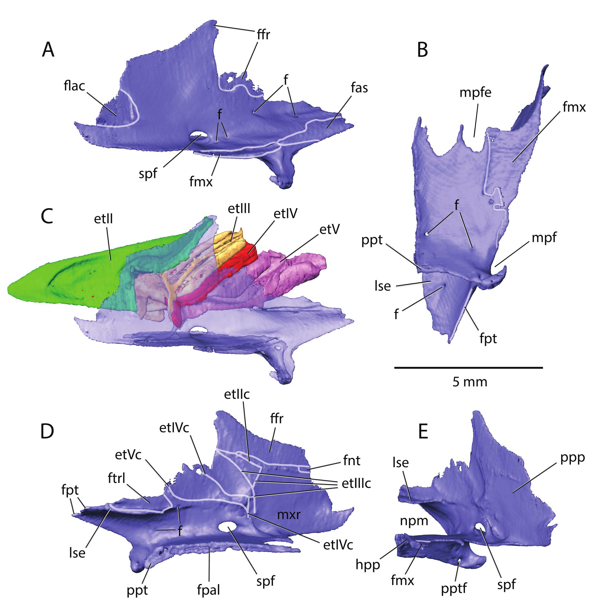 CT Study of the Cranial Osteology of the Gray Short-Tailed Opossum ...