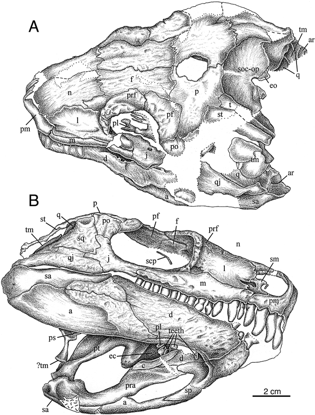 A New Diadectid Diadectomorpha Orobates Pabsti From The Early Permian Of Central Germany