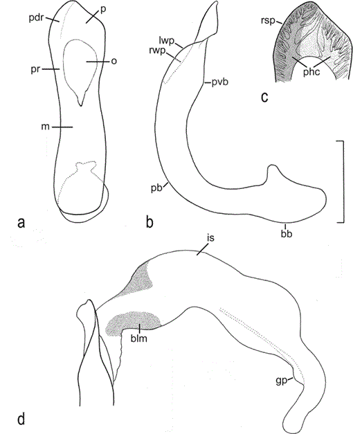 Taxonomy and Evolution of Species of the Genus Euchroa Brullé (Subgenus  Dyschromus Chaudoir) of Central Mexico and the Island of Hispaniola  (Coleoptera: Carabidae: Pterostichini: Euchroina)