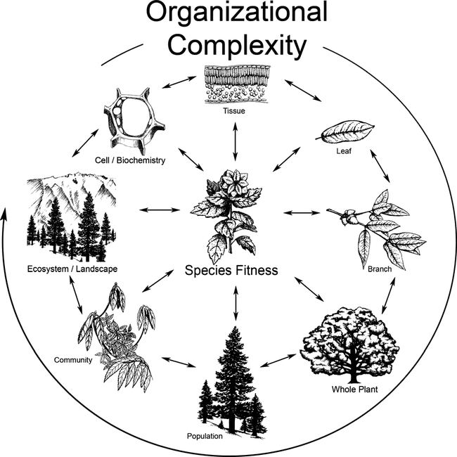 Progress in Coupling Plant Form and Photosynthetic Function