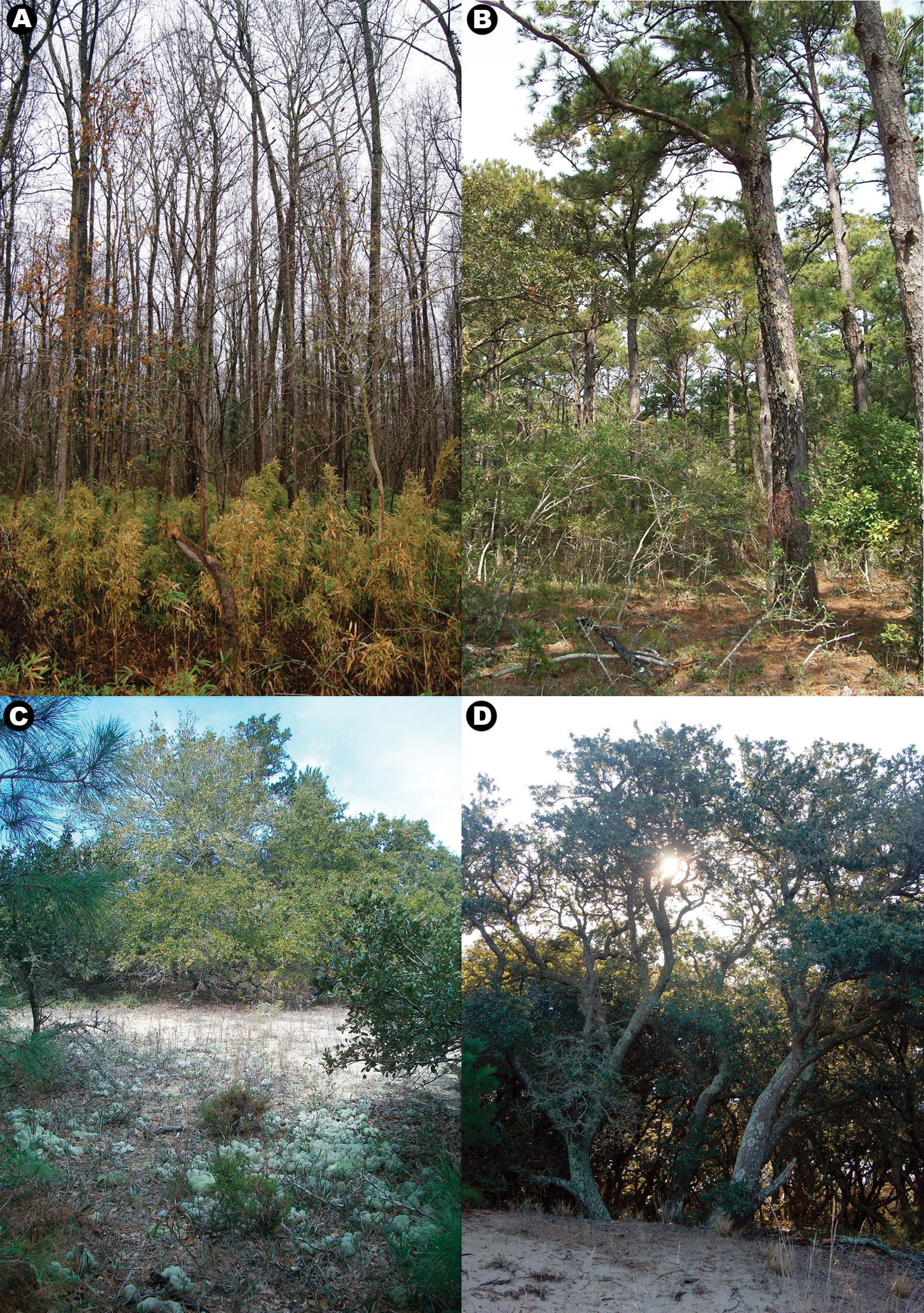 A Review of the Lichens of the Dare Regional Biodiversity Hotspot in the  Mid-Atlantic Coastal Plain of North Carolina, Eastern North America