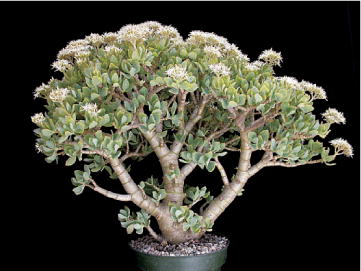 mestoklema macrorrhizum bonsai mesemb plant seed 50 SEEDS Delosperma Napiforme